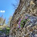 Primevère marginée (Primula marginata).<br /><br />La primevère marginée, ne dépassant pas 10 cm de haut, se reconnait à ses feuilles charnues irrégulièrement dentées. Sa floraison se fait de mai à juillet. Elle apprécie de se loger dans les fissures des rochers jusqu'à 2000 m d'altitude dans le sud-ouest des Alpes.