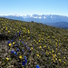 Blumenmeer vor dem Karwendel