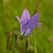 Wiesen-Glockenblume (Campanula patula) im Abendlicht