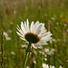 Margerite (Leucanthemum)