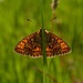 Du siehst mich nicht.../ non mi puoi vedere...<br />Boloria selene, Braunfleckiger Perlmuttfalter