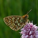 Boloria selene, Braunfleckiger Perlmuttfalter<br />Flügelunterseite