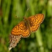 Boloria selene, Braunfleckiger Perlmuttfalter
