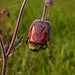 Hummel in der Bachnelkenwurz / Bombo nella Geum rivale