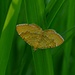  Ockergelber Blattspanner (Camptogramma bilineata)