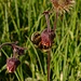 Hummel in einer Bachnelkenwurz / bombo