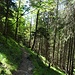 Schöner Bergwald