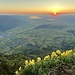 Ganz viele Schlüsselblumen aktuell