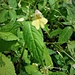 Impatiens parviflora DC. 	<br />Balsaminaceae<br /><br />Balsamina minore<br />Impatiente à petites fleurs <br />Kleines Springkraut <br />