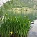 Iris pseudacorus L.<br />Iridaceae<br /><br />Giaggiolo acquatico<br />Iris jaune<br />Gelbe Schwertlilie 