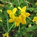 Lotus corniculatus L<br />Fabaceae<br /><br />Ginestrino comune<br />Lotier corniculé <br />Gewöhnlicher Hornklee 