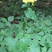 Doronicum pardalianches L. 	<br />Asteraceae<br /><br />Doronico medicinale<br />Doronic vénéneux, Doronic panthère <br />Kriechende Gämswurz <br />