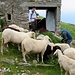 Pecore curiose ed invadenti