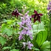  Dactylorhiza maculata e Aquilegia atrata