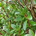 Rhododendron hirsutum 