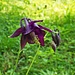 Aquilegia atrata