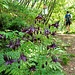 Aquilegia atrata