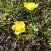 "Wär nicht die Blume sonnenhaft, die Sonne könnt sie nie erblicken...": Sumpfdotterblumen nach der Schneeschmelze