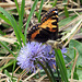 vor dem Schmetterling fliegt ein komisches Viech dahin