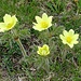Pulsatilla alpina subsp. apiifolia.