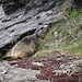 One of the marmots we saw on the way.