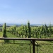 Bei den Weinbergen von Boudry