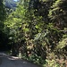Durch die Areuse-Schlucht aufwärts in Richtung  Champ-du-Moulin