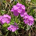 ein weiteres blumiges Schmankerl