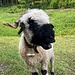 ... und Abschiedsgruss