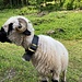 ausnehmend hübsches Schaf ...