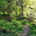 Der Aufstieg zur Scheinbergspitze erfolgt anfangs im schattigen Wald