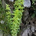 Cruciata glabra (L.) Ehrend. 	<br />Rubiaceae<br /><br />Crocettona glabra<br />Croisette glabre <br />Frühlings-Kreuzlabkraut, Kahles Kreuzlabkraut <br />