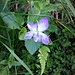 Viola odorata L. 	<br />Violaceae<br /><br />Viola mammola<br />Violette odorante <br />Wohlriechendes Veilchen <br />