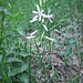 Anthericum liliago L. 	<br />Asparagaceae<br /><br />Lilioasfodelo maggiore<br />Anthéric à fleurs de lis <br />Astlose Graslilie <br />