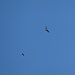 Aquila inseguita da un Corvo