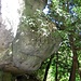 Tatsächlich - der weiße Hai