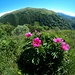 <b>Spettacolare fioritura di peonie (Paeonia officinalis).<br />Non credo che in Svizzera ci siamo altri luoghi in cui queste piante, l'Asfodelo e la Peonia, fiori mediterranei, appaiano contemporaneamente come qui nei pressi dell’Alpe di Sella (1191 m).</b><br />