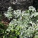 <b>Artemisia comune (Artemisia vulgaris), pianta medicinale con le foglie che emanano un odore intenso.
Viene utilizzata per preparare il liquore "medeghètt".</b>