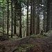 Am Baum mit orangen Pfeilen in drei Richtungen unbedingt rechts gehen. Vor einem Jahr bin ich geradeaus geblieben - auch ein schöner Jägersteig, der wohl auf keiner Karte verzeichnet ist - bin allerdings am Ende nur 30 Meter unter dem Gießenbachsattel am Fahrweg herausgekommen.