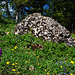 Nagelfluhbrocken