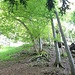 Nach dem Wanderweg gehts Wurzelhaft weiter