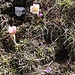 Frühlings-Kuhschelle (Pulsatilla vernalis), auch Frühlings-Küchenschelle oder Frühlings-Anemone genannt.