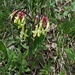 Lathyrus ochraceus kitt  - Cicerchia Gialla (spero di non dire fesserie)