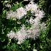 Thalictrum aquilegiifolium L. 	<br />Ranunculaceae<br /><br />Pigamo colombino<br />Pigamon à feuilles d'ancolie <br />Akeleiblättrige Wiesenraute <br />