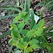 Euphorbia carniolica Jacq. 	<br />Euphorbiaceae<br /><br />Euforbia penzola<br />Euphorbe de Carniole <br />Krainer Wolfsmilch <br />