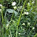 Astrantia minor L. 	<br />Apiaceae<br /><br />Astranzia minore<br />Petite astrance <br />Kleine Sterndolde <br />