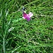 Lathyrus linifolius (Reichard) Bässler 	<br />Fabaceae<br /><br />Cicerchia montana<br />Gesse des montagnes <br />Berg-Platterbse <br />