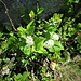Maianthemum bifolium (L.) F. W. Schmidt 	<br />Asparagaceae<br /><br />Gramigna di parnasso<br />Petit muguet, Maïanthème à deux feuilles <br />Zweiblättrige Schattenblume 