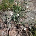 Silene rupestris L. 	<br />Caryophillaceae<br /><br />Silene rupestre<br />Silène des rochers <br />Felsen-Leimkraut 