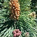 Pinus mugo Turra subsp. mugo 	<br />Pinaceae<br /><br />Pino mugo, Parancio<br />Pin couché <br />Leg-Föhre, Latsche <br />